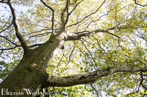 tree-brooklyn-botanical